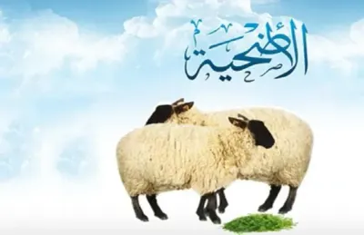 اخبار اليمن الان الإفتاء الجمع الأضحية والعقيقة ذبيحة اخبار اليمن الان الحدث اليوم عاجل