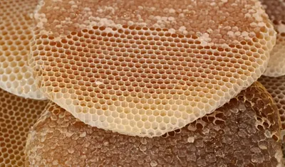 اخبار اليمن الان العسل والحنيذ نكهة تراثية محايل اخبار اليمن الان الحدث اليوم عاجل