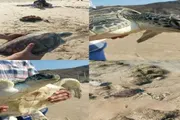 عدن تايم اخبار اليمن الان بلاغ يعيد سلحفاة بيئتها الطبيعية اخبار اليمن الان الحدث اليوم عاجل عدن تايم