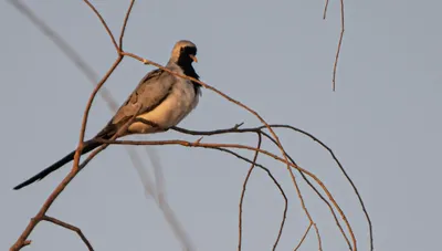 اخبار اليمن الان انتشار اليمام طويلة الحدود الشمالية اخبار اليمن الان الحدث اليوم عاجل