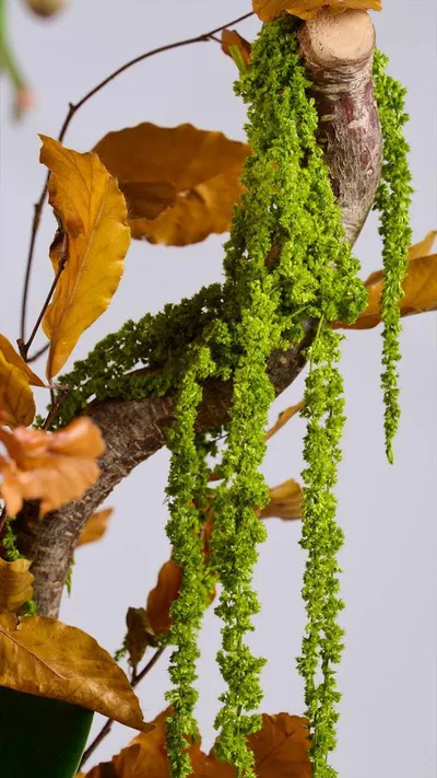 اخبار اليمن الان flower society تستقبل الخريف مستوحاة اخبار اليمن الان الحدث اليوم عاجل