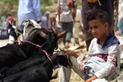 عدن تايم اخبار اليمن الان الأضحية شعيرة عظيمة بعيد المنال اخبار اليمن الان الحدث اليوم عاجل عدن تايم