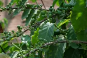 عاجل السعودية اخبار اليمن الان أشجار البن بنجران الإثمار زراعي اخبار اليمن الان الحدث اليوم عاجل عاجل السعودية