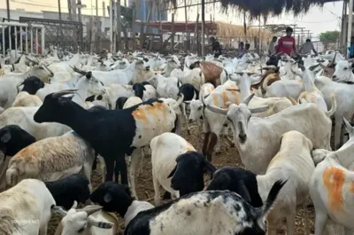اخبار اليمن الان جديدة الاقتصاد الوطني المواشي اليمنية اخبار اليمن الان الحدث اليوم عاجل