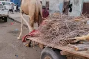 وكالة الصحافة اليمنية اخبار اليمن الان موجعة السعودية الحمير والجمال والمياه اخبار اليمن الان الحدث اليوم عاجل وكالة الصحافة اليمنية