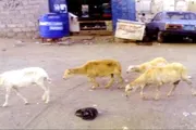 اخبار اليمن الان الحدث اليوم عاجل عرب تايم