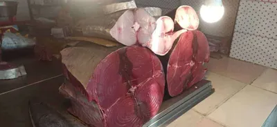 اخبار اليمن الان انخفاض أسعار الأسماك بعدن قليل اخبار اليمن الان الحدث اليوم عاجل