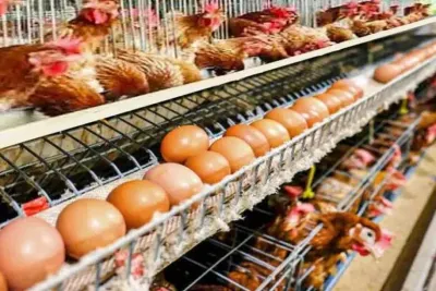 اخبار اليمن الان أسعار الدواجن والبيض بالسوق المصري اخبار اليمن الان الحدث اليوم عاجل