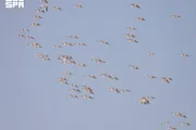 عاجل السعودية اخبار اليمن الان محمية الملك سلمان ترصد الخريف اخبار اليمن الان الحدث اليوم عاجل عاجل السعودية