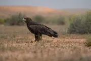 عاجل السعودية اخبار اليمن الان عدد184 الطيور البيئية عبدالله الملكية اخبار اليمن الان الحدث اليوم عاجل عاجل السعودية