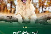 وكالة الصحافة اليمنية اخبار اليمن الان احتفال بالكلاب وتجريم ازدواجية المعايير اخبار اليمن الان الحدث اليوم عاجل وكالة الصحافة اليمنية