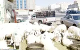 عكاظ اخبار اليمن الان المواشي البيع الكيلو التلاعب توضيحات اخبار اليمن الان الحدث اليوم عاجل عكاظ