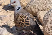 عاجل السعودية اخبار اليمن الان القمري تنوعها البيئي وأهميتها كمحطة اخبار اليمن الان الحدث اليوم عاجل عاجل السعودية