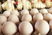 عرب تايم اخبار اليمن الان بيضة أمريكا مخاوف التلوث بالسالمونيلا اخبار اليمن الان الحدث اليوم عاجل عرب تايم