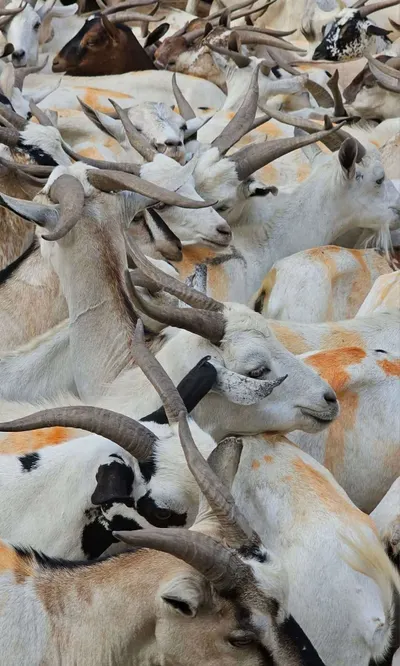 اخبار اليمن الان الإقبال المواشي العام بعدن السبب اخبار اليمن الان الحدث اليوم عاجل