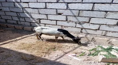 اخبار اليمن الان أشغال باوزير يواصل الأغنام السائبة اخبار اليمن الان الحدث اليوم عاجل