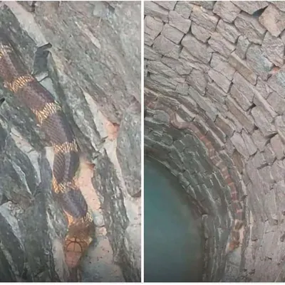 اخبار اليمن الان بالصورة العثور ثعبان عملاق يافع اخبار اليمن الان الحدث اليوم عاجل