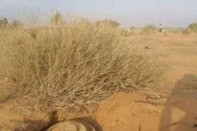 كريتر إسكاي اخبار اليمن الان الماشية بانفجار ونجاة الراعي باعجوبة اخبار اليمن الان الحدث اليوم عاجل كريتر إسكاي