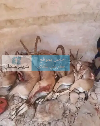 اخبار اليمن الان نداء لأهالي حضرموت وشبوة اخبار اليمن الان الحدث اليوم عاجل