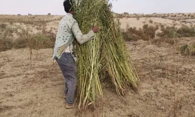 اخبار اليمن الان العاصفة تعصف بالمزارعين السمسم الريح  اخبار اليمن الان الحدث اليوم عاجل