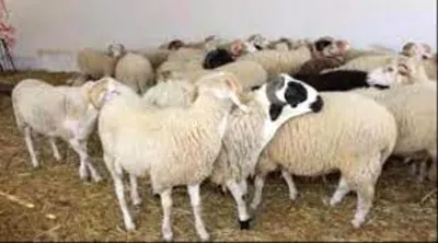 اخبار اليمن الان أسعار المواشي المحلية بالعاصمة الأربعاء اخبار اليمن الان الحدث اليوم عاجل