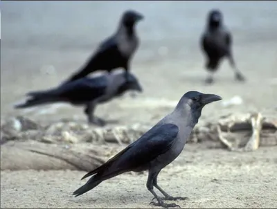 اخبار اليمن الان شباب المكلا يعلنون لمواجهة الغربان اخبار اليمن الان الحدث اليوم عاجل