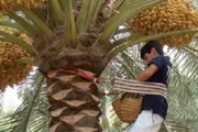 عاجل السعودية اخبار اليمن الان أداة التراثية القصيم تواصل النخيل اخبار اليمن الان الحدث اليوم عاجل عاجل السعودية