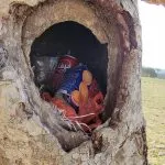 اخبار اليمن الان بالصور تجريح الذكريات بأشجار النادرة اخبار اليمن الان الحدث اليوم عاجل