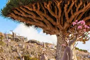عرب تايم اخبار اليمن الان سقطرى الخدمات التصلب السعودي الأرخبيل اخبار اليمن الان الحدث اليوم عاجل عرب تايم