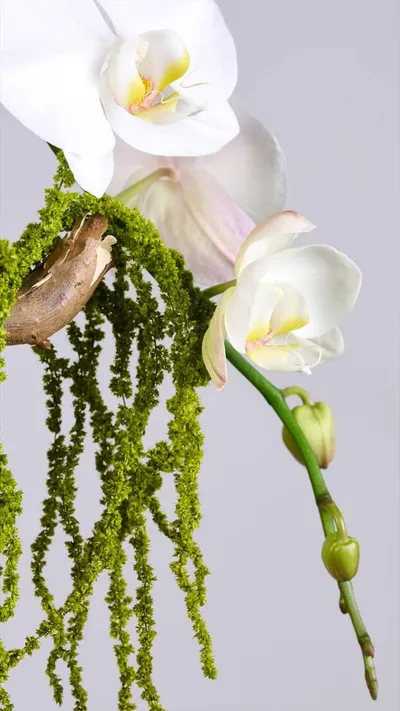 اخبار اليمن الان flower society تستقبل الخريف مستوحاة اخبار اليمن الان الحدث اليوم عاجل