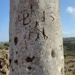 اخبار اليمن الان بالصور تجريح الذكريات بأشجار النادرة اخبار اليمن الان الحدث اليوم عاجل