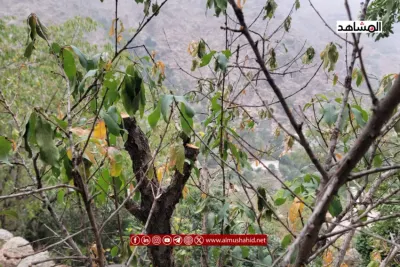 اخبار اليمن الان الحدث اليوم عاجل 