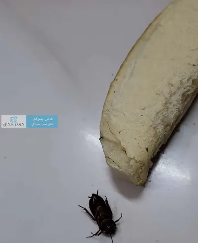 اخبار اليمن الان روتي محشو بالصراصير مواطنا العشاء اخبار اليمن الان الحدث اليوم عاجل