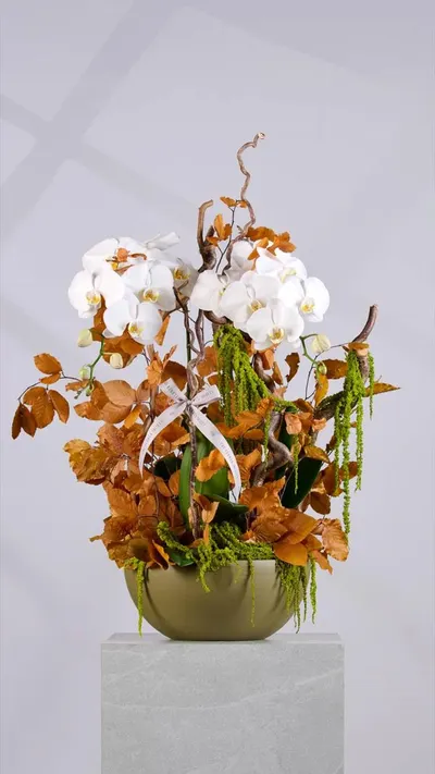اخبار اليمن الان flower society تستقبل الخريف مستوحاة اخبار اليمن الان الحدث اليوم عاجل