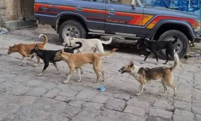 اخبار اليمن الان تسجيل إصابات جديدة بعضات السكان اخبار اليمن الان الحدث اليوم عاجل