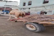 عرب تايم اخبار اليمن الان اخبار وتقارير بائعي العاصمة المنزلي اخبار اليمن الان الحدث اليوم عاجل عرب تايم