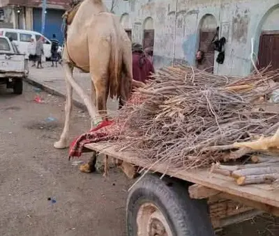اخبار اليمن الان موجعة السعودية الحمير والجمال والمياه اخبار اليمن الان الحدث اليوم عاجل