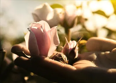 اخبار اليمن الان بشرة إشراقا مستحضرات prestige الفاخرة اخبار اليمن الان الحدث اليوم عاجل