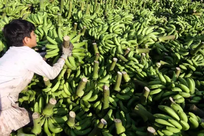 اخبار اليمن الان تصدق الموز فوائد مختلفة لجسمك اخبار اليمن الان الحدث اليوم عاجل