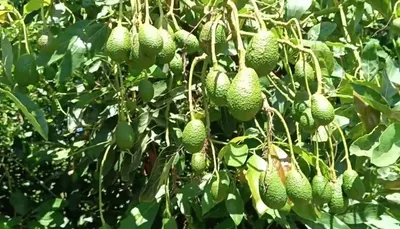 اخبار اليمن الان صنعاء أعتاب الاكتفاء بإنتاج الفواكه  اخبار اليمن الان الحدث اليوم عاجل