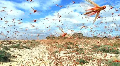اخبار اليمن الان الفاو أسراب الجراد تغزو اليمن اخبار اليمن الان الحدث اليوم عاجل