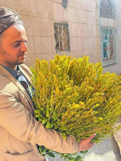 اخبار اليمن الان مطالبات بمنع دخول القات شبوة اخبار اليمن الان الحدث اليوم عاجل