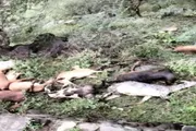 عرب تايم اخبار اليمن الان اخبار وتقارير الأغنام محافظة اليمنية اخبار اليمن الان الحدث اليوم عاجل عرب تايم