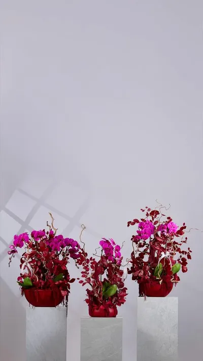اخبار اليمن الان flower society تستقبل الخريف مستوحاة اخبار اليمن الان الحدث اليوم عاجل