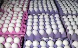 وكالة الصحافة اليمنية اخبار اليمن الان سعر البيض يتجاوز الحد المعقول اخبار اليمن الان الحدث اليوم عاجل وكالة الصحافة اليمنية