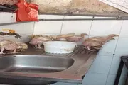 عدن تايم اخبار اليمن الان المواطن الاهتمامات دجاج خارج السيطرة اخبار اليمن الان الحدث اليوم عاجل عدن تايم
