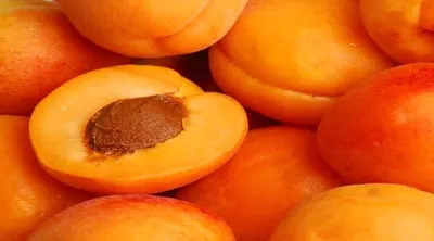 اخبار اليمن الان تعرف فوائد المشمش ومخاطره اخبار اليمن الان الحدث اليوم عاجل