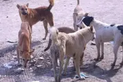 اخبار اليمن الان الحدث اليوم عاجل عدن تايم