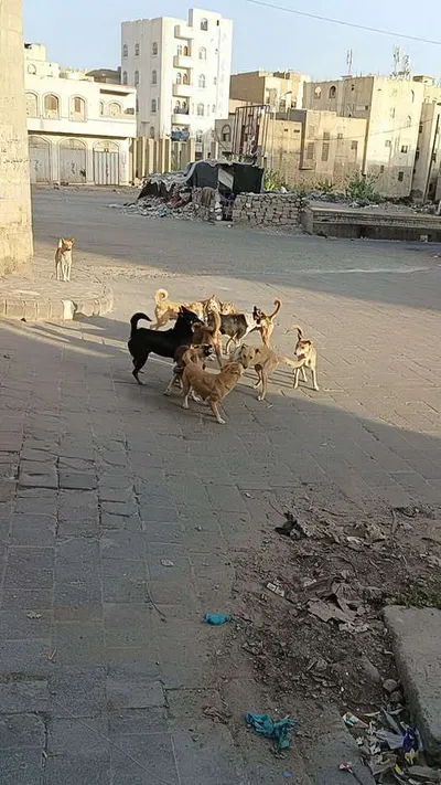 اخبار اليمن الان الحدث اليوم عاجل 