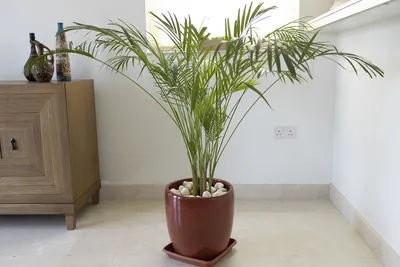 اخبار اليمن الان بالاسم والصورة نباتات منزلية الرطوبة اخبار اليمن الان الحدث اليوم عاجل